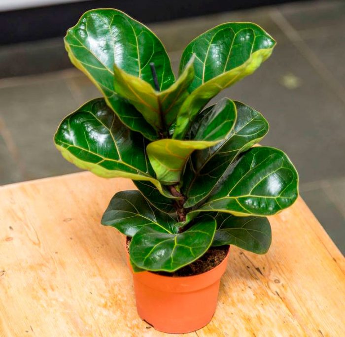 Ficus Lyrata (Fiddle-Leaf Fig): Home Care, Replanting And Propagation