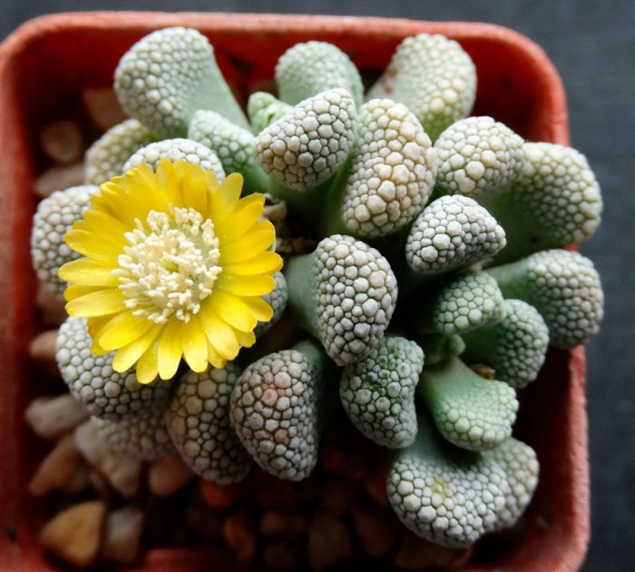 Titanopsis