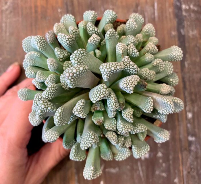 Titanopsis