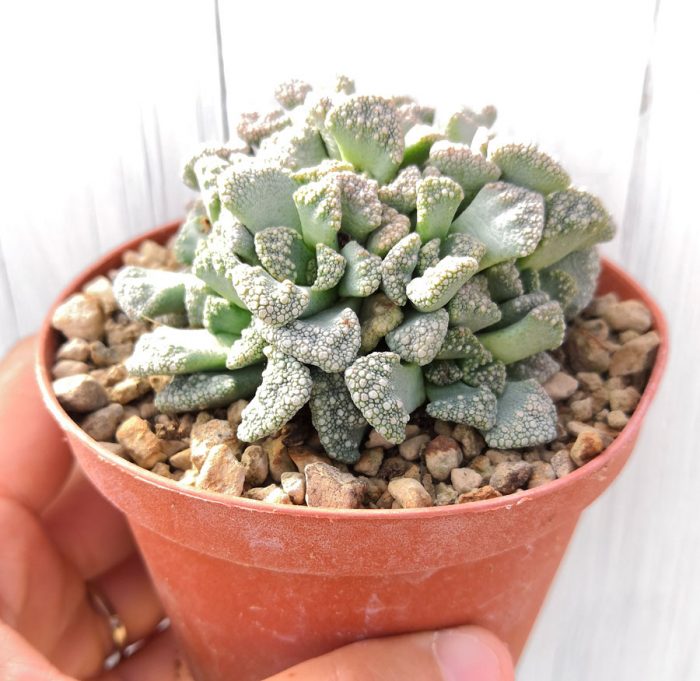 Titanopsis