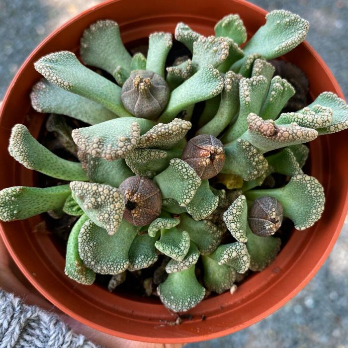 Titanopsis