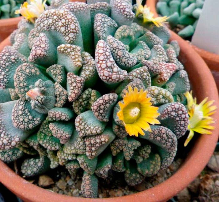 Titanopsis