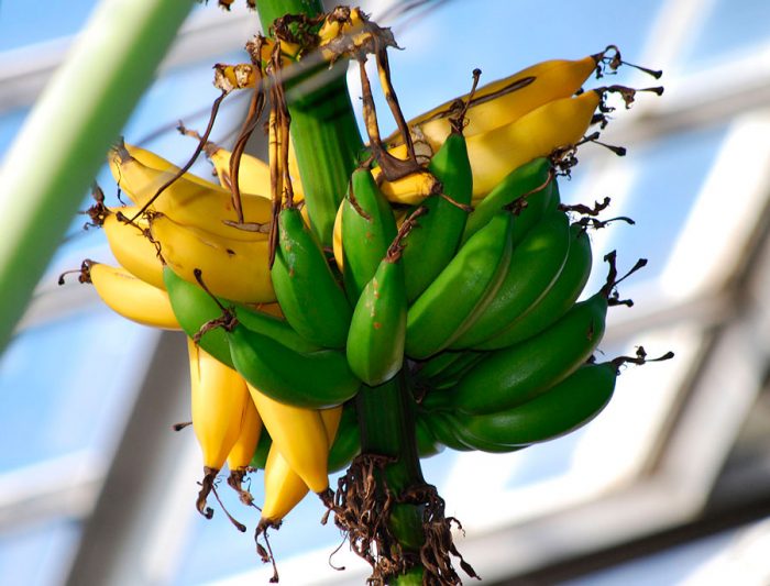 How To Grow Banana Trees In Pots
