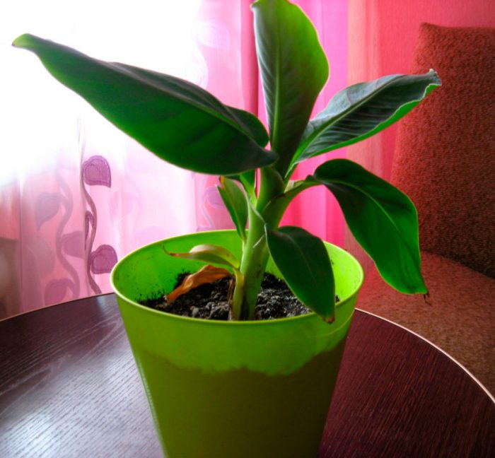 How To Grow Banana Trees In Pots