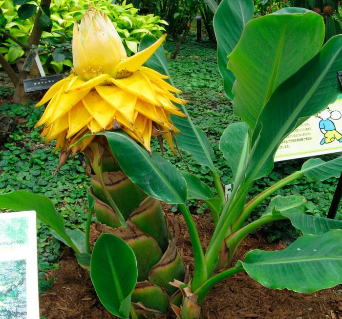 How To Grow Banana Trees In Pots