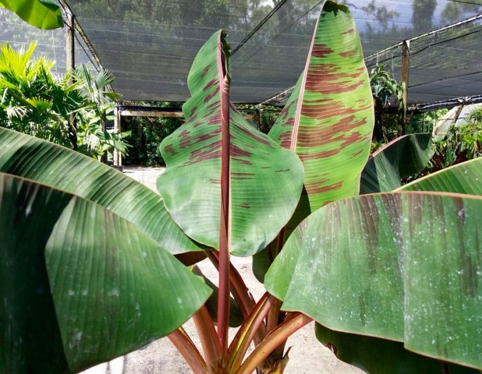 How To Grow Banana Trees In Pots