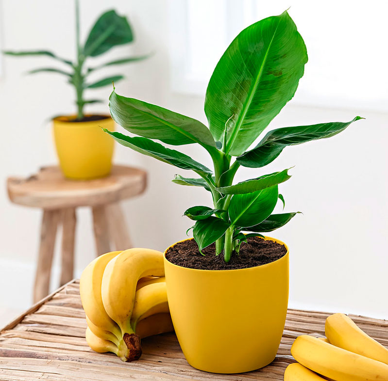 Как вырастить банан в домашних условиях: пошаговый мастер-класс