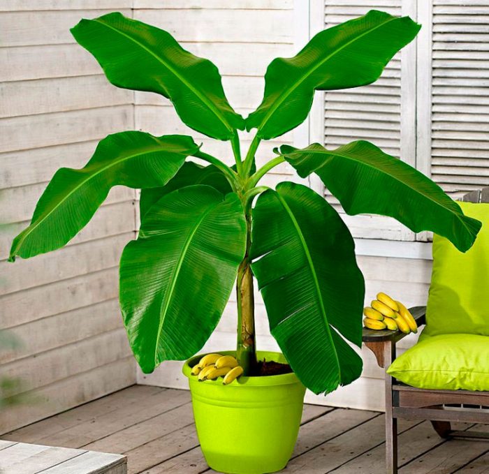 How To Grow Banana Trees In Pots