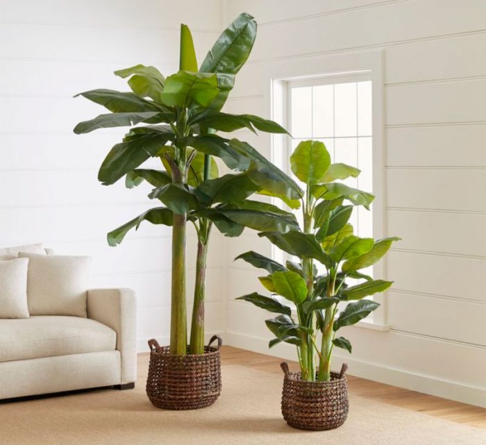 How To Grow Banana Trees In Pots