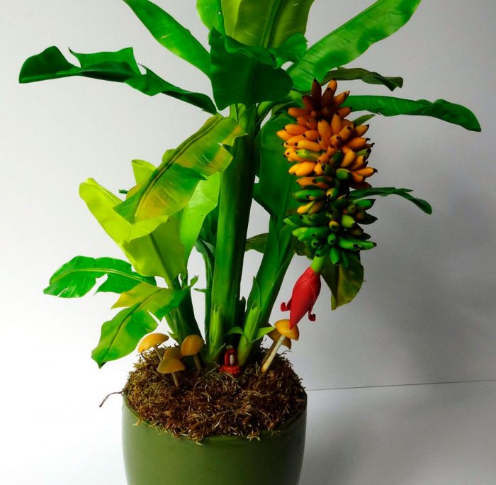 How To Grow Banana Trees In Pots