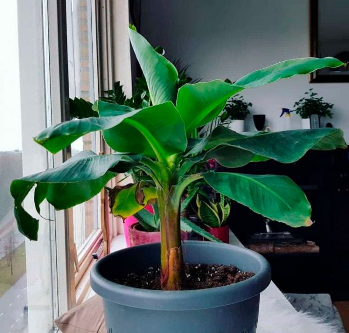 How To Grow Banana Trees In Pots