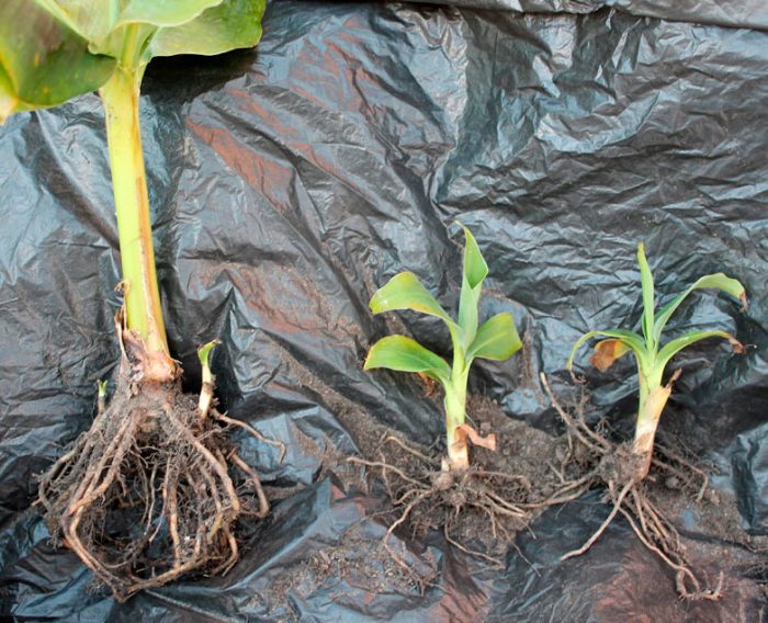 How To Grow Banana Trees In Pots