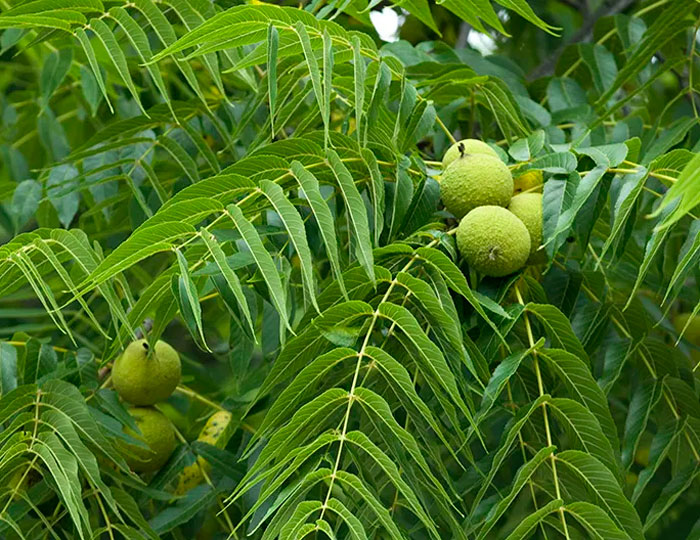 Black walnut