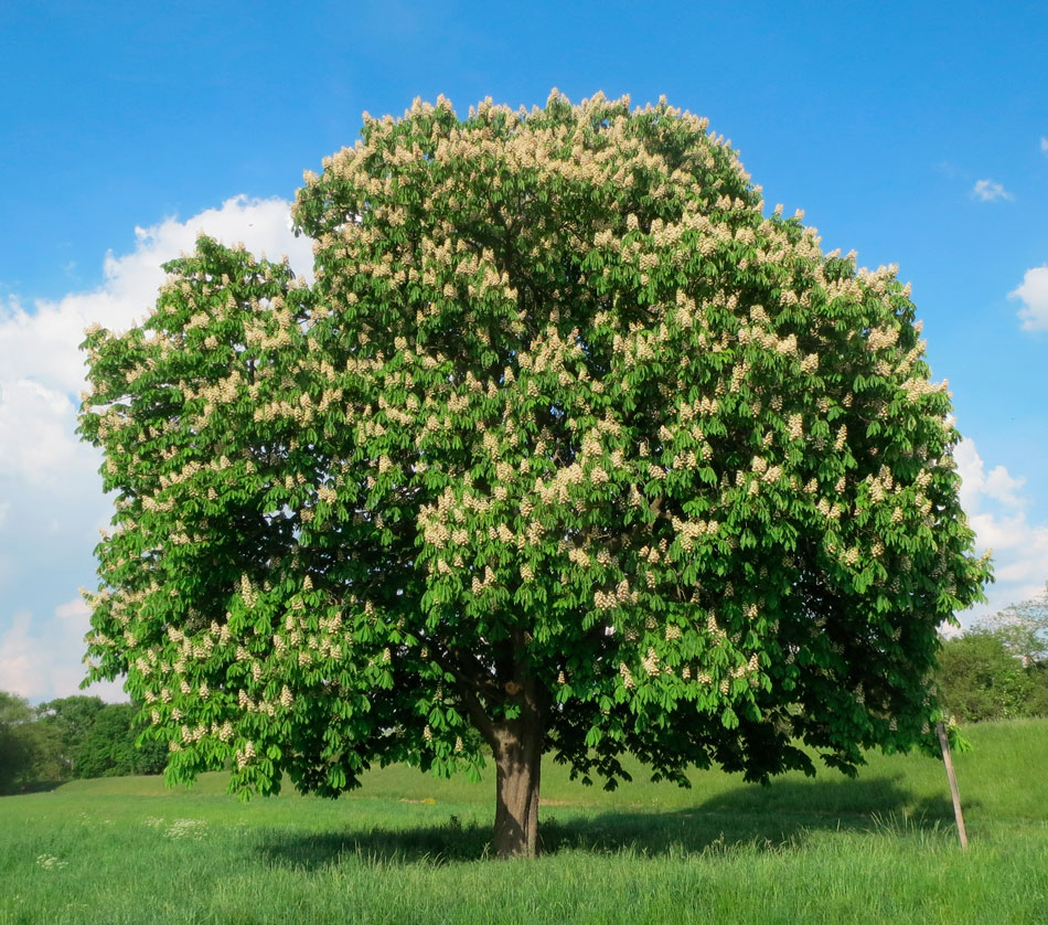 Каштан: описание дерева, посадка и уход, выращивание из ореха