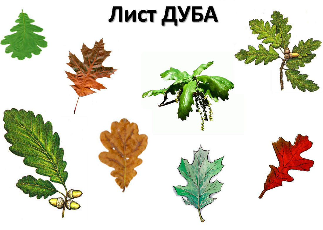 Листья разных видов дуба