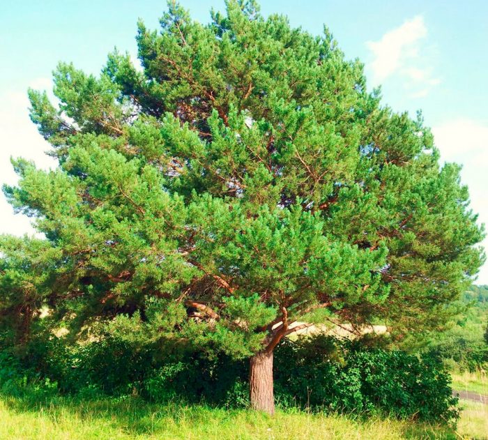 Кедр это хвойное или лиственное дерево