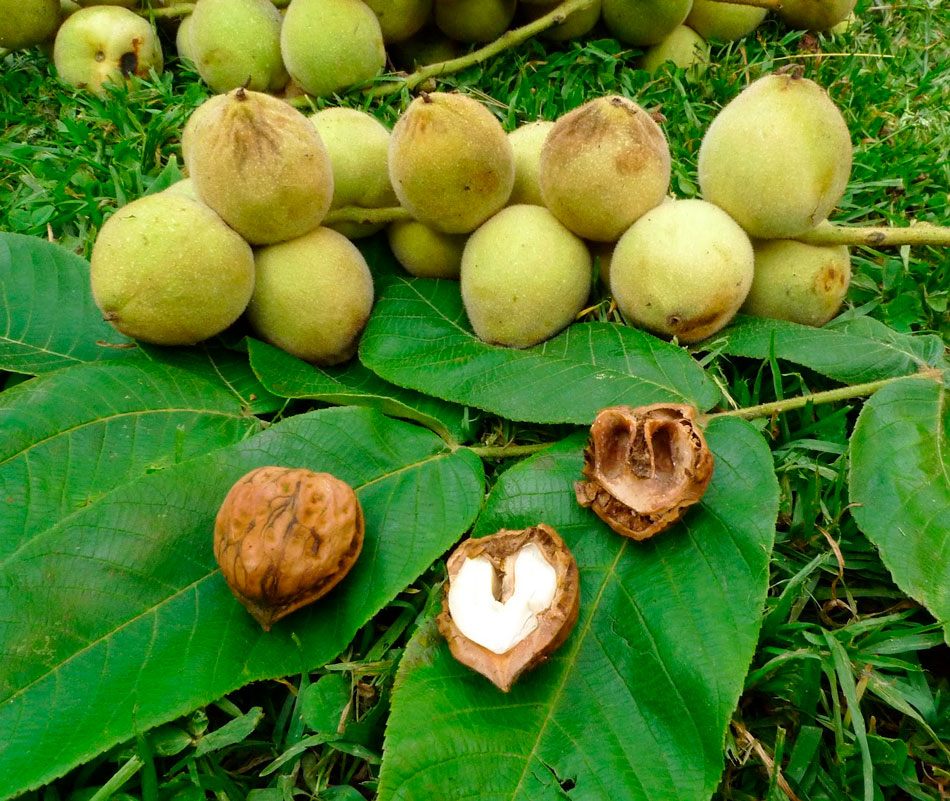 Маньчжурский орех: описание дерева, посадка и уход, выращивание из семян
