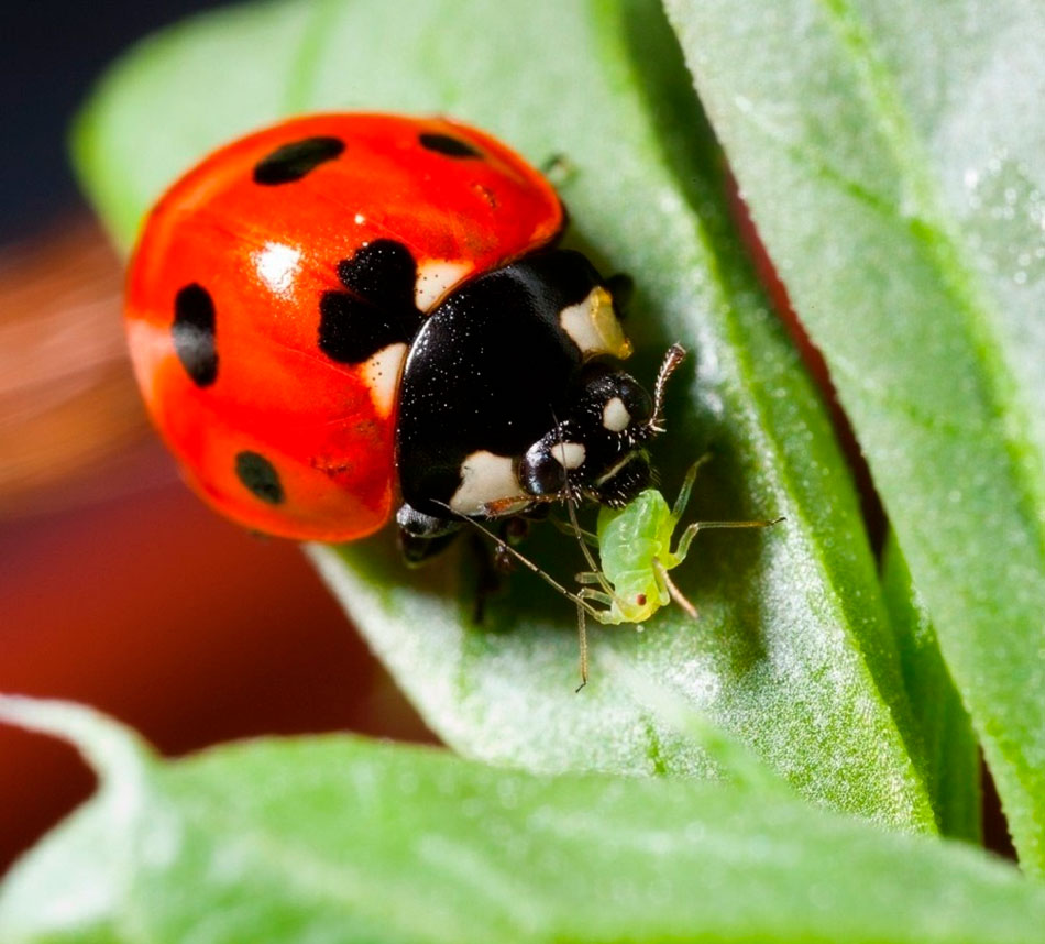 Полезные насекомые для сада и огорода: с фото и описанием