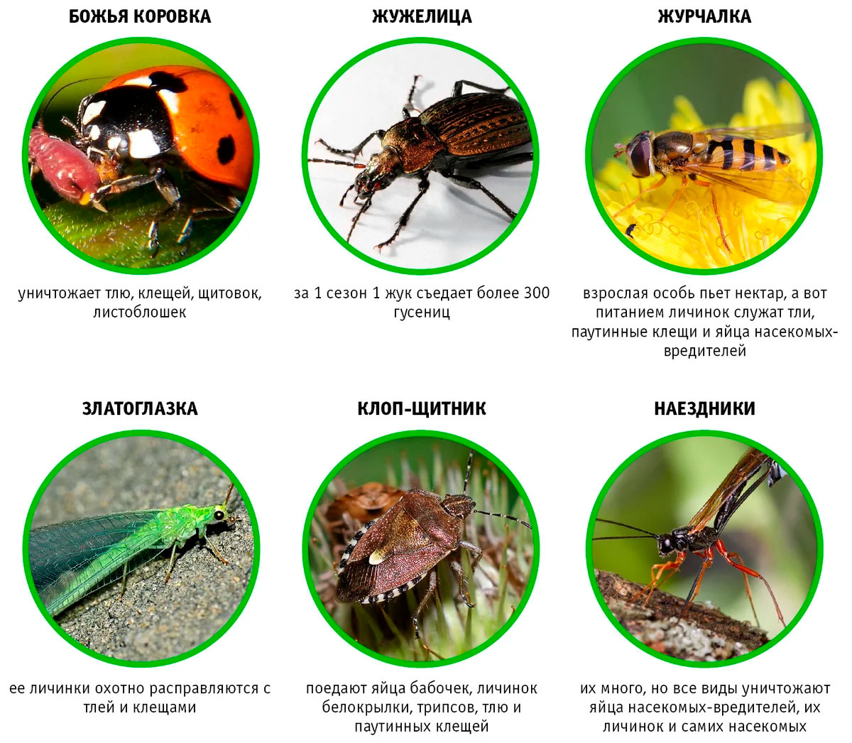 Полезные насекомые в саду фото и названия
