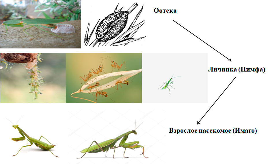 Полезные насекомые в саду фото и названия