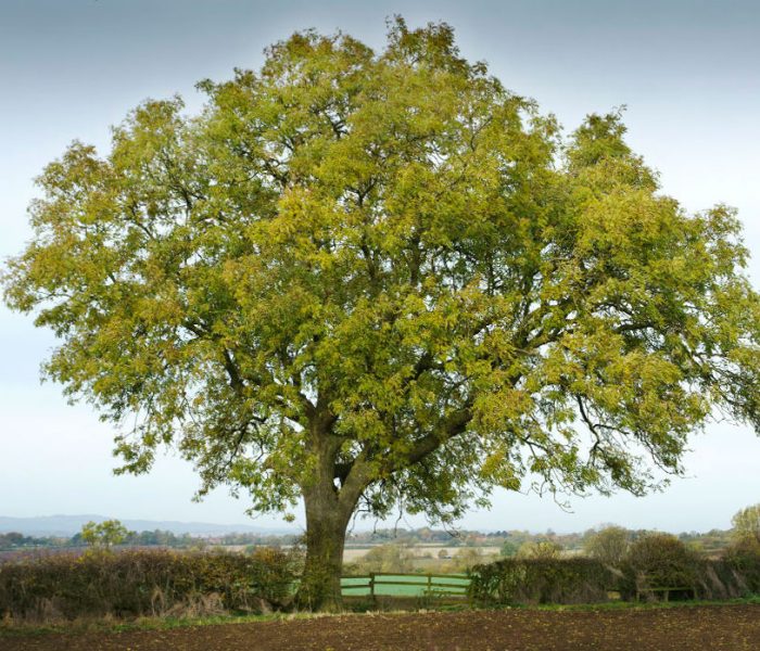 Ясень: описание дерева, виды, посадка и уход, места произрастания