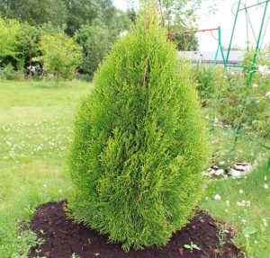 Туя Смарагд: описание, посадка и уход, использование в ландшафтном дизайне