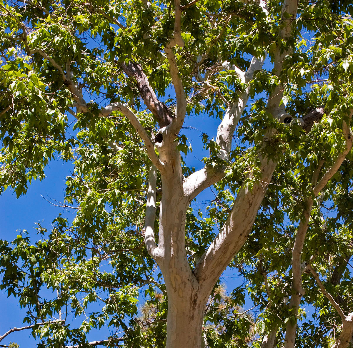 Платан дерево википедия фото и описание