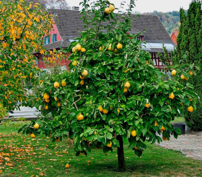 Какие плодовые деревья, кроме яблони и сливы, можно посадить в саду?