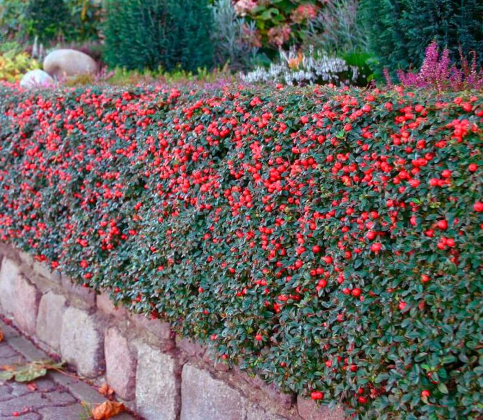 Цветущие кустарники в вашем саду: фото, сорта, применение