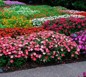 Низкорослые долгоцветущие цветы для клумбы фото