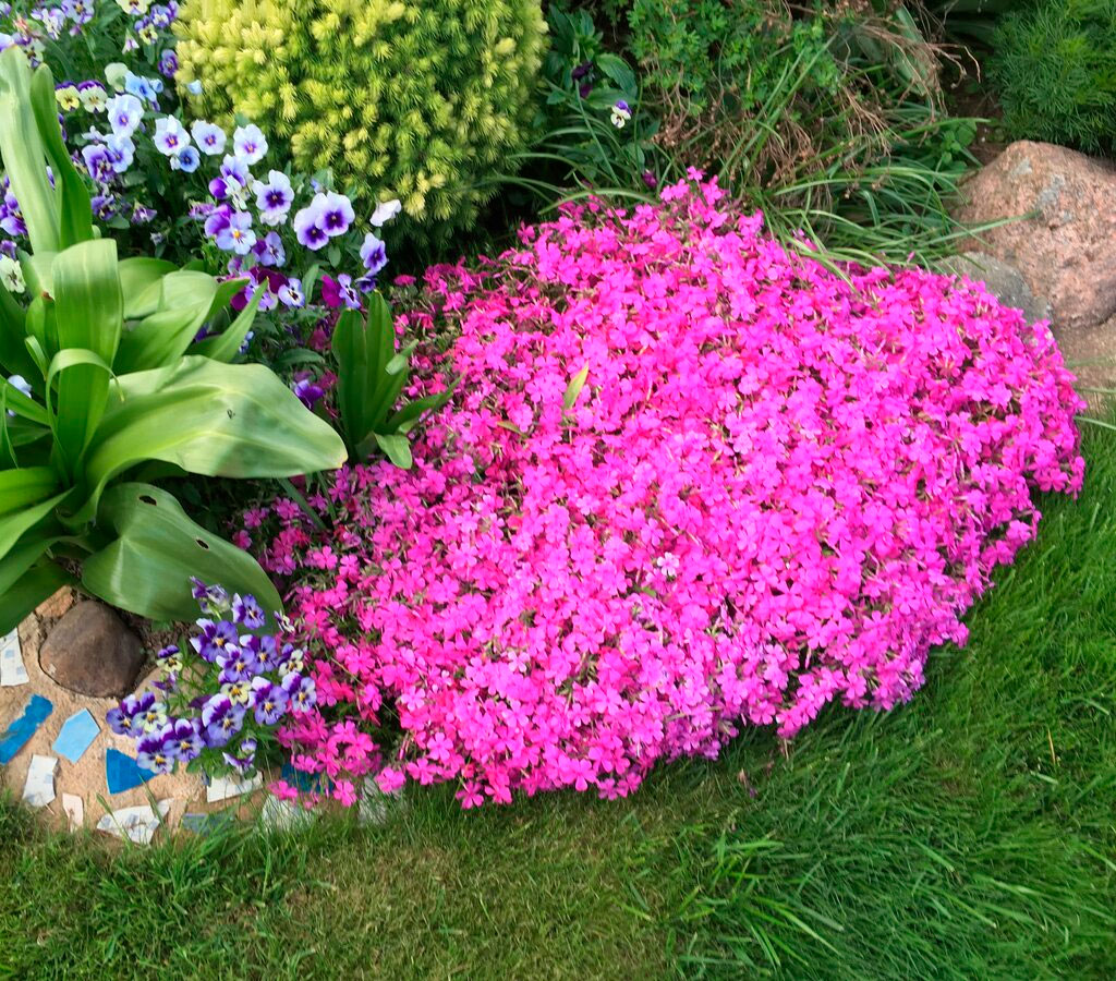 Низкорослые цветы для клумбы: цветущие все лето с фото и названиями