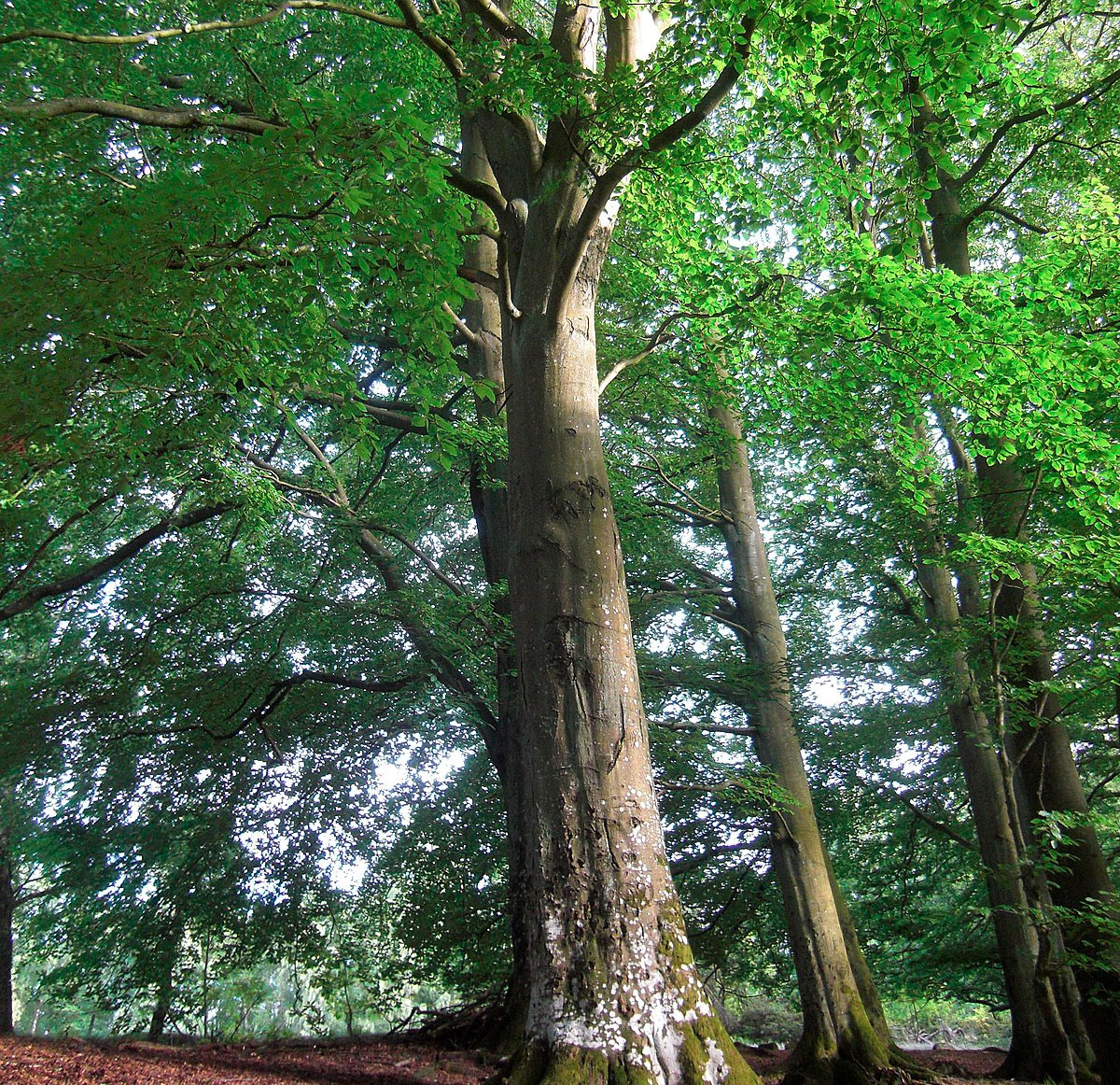 Бук: описание дерева, где растет, виды, посадка и уход