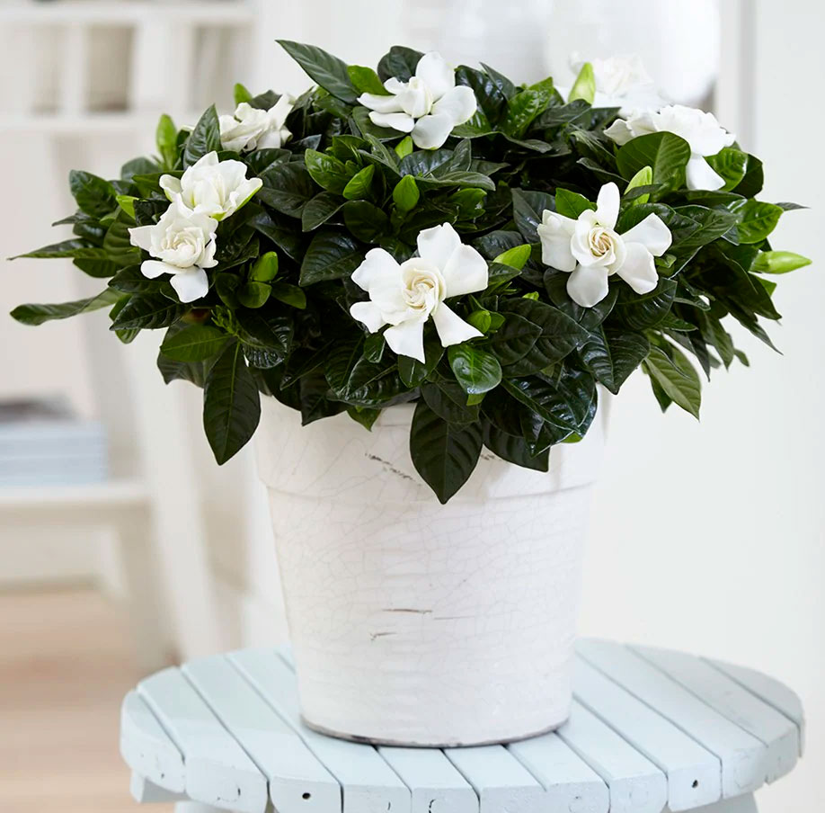 Комнатный цветок с белыми цветами фото