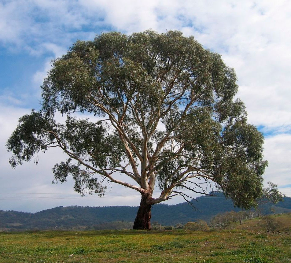 Ангинное дерево фото