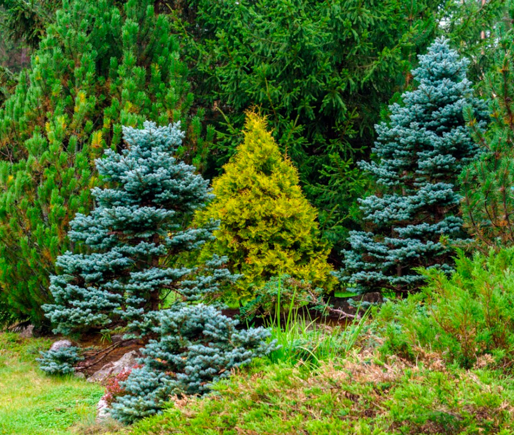 Хвойные деревья и кустарники - Каталог растений - Полезная информация - витамин-п-байкальский.рф