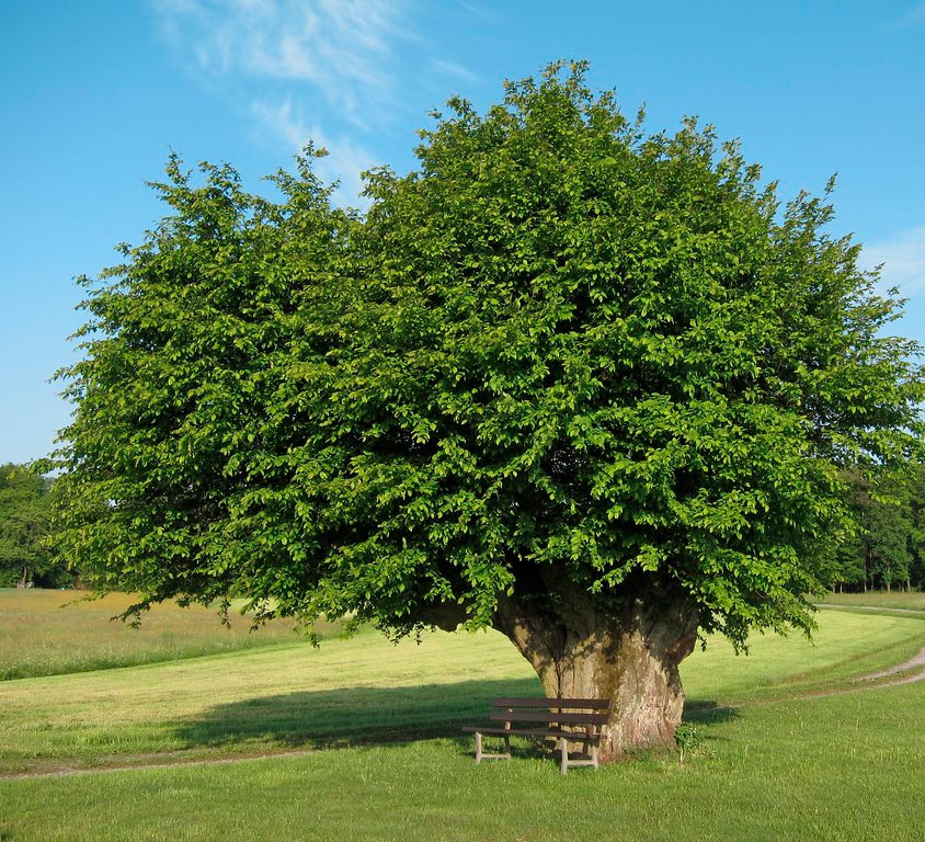 Богово дерево фото и описание