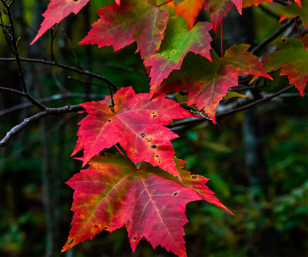 Канадский клен: описание листьев и семян, разновидности, корневая система (39 фото)
