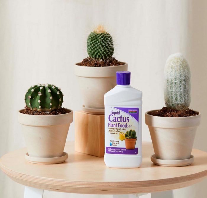 Как ухаживать за кактусами в домашних условиях