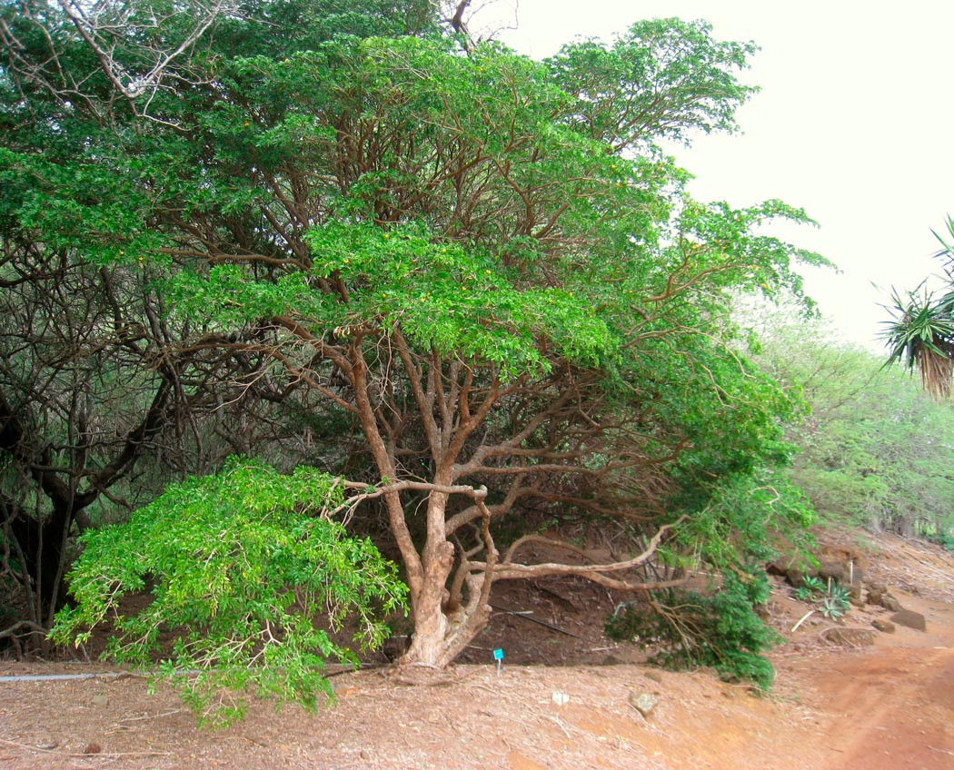 бакаутовое дерево