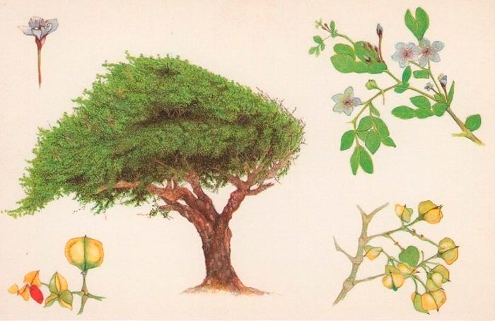 Бакаутовое дерево