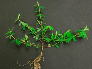 Леспедеца: посадка и уход в открытом грунте, выращивание из семян