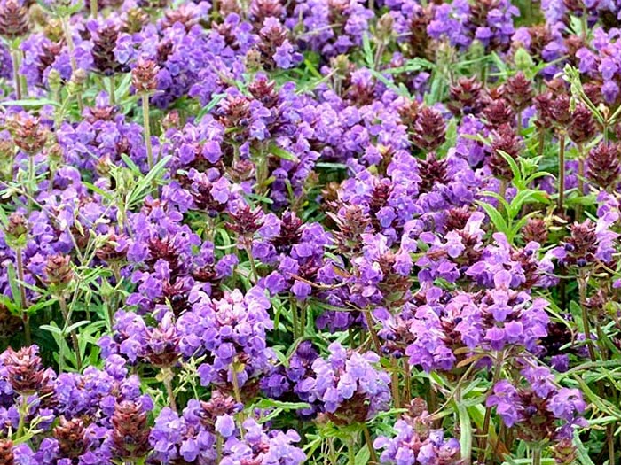 Черноголовка крупноцветковая Виолет Блю