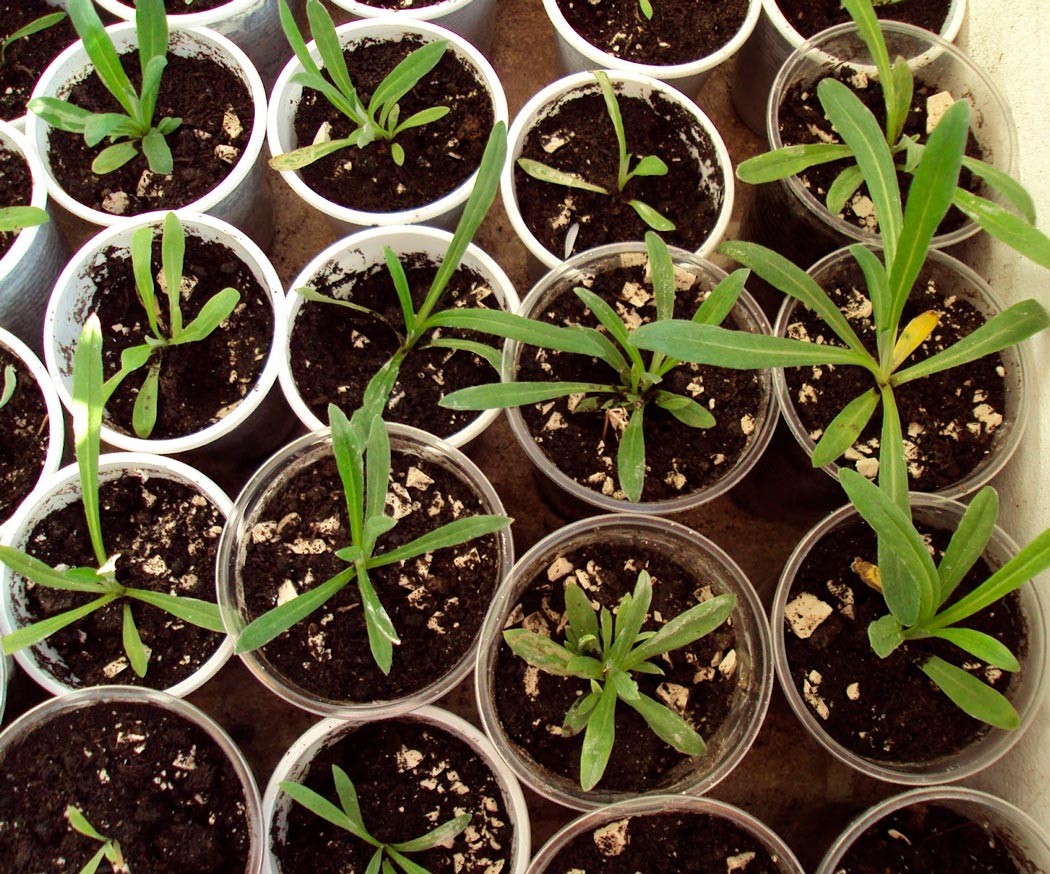 Эдельвейс: описание, посадка и уход, выращивание из семян