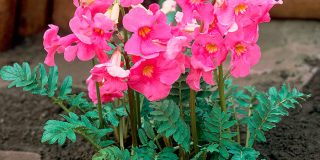 Инкарвиллея