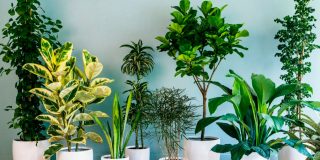 Лучшие комнатные растения очищающие воздух