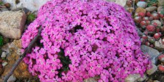 Мыльнянка (сапонария)