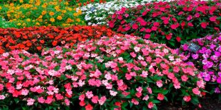 Низкорослые цветы для клумбы цветущие все лето