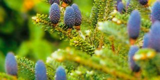 Пихта корейская