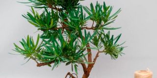 Подокарпус