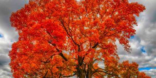 Канадский клен